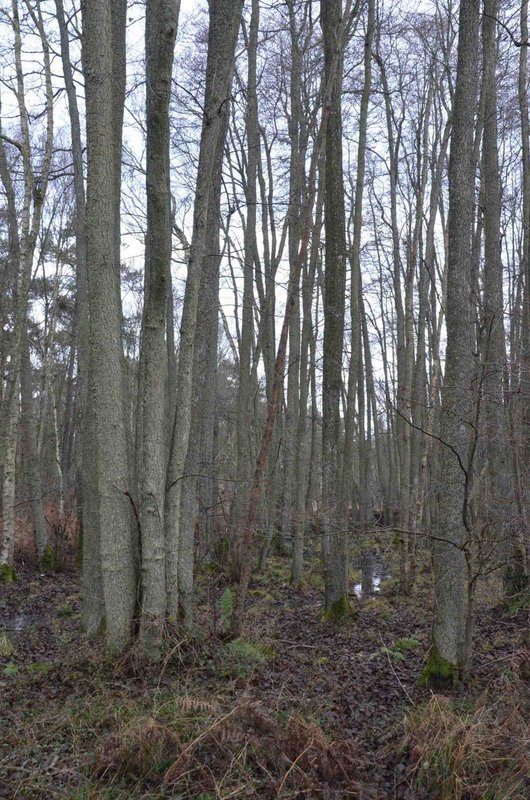 2012-12-Reconnaissance des arbres en hiver